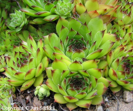 Sempervivum tectorum 'Mettenianum'